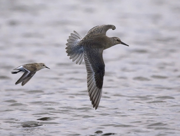 Isosirri, Red Knot, Calidris canutus
